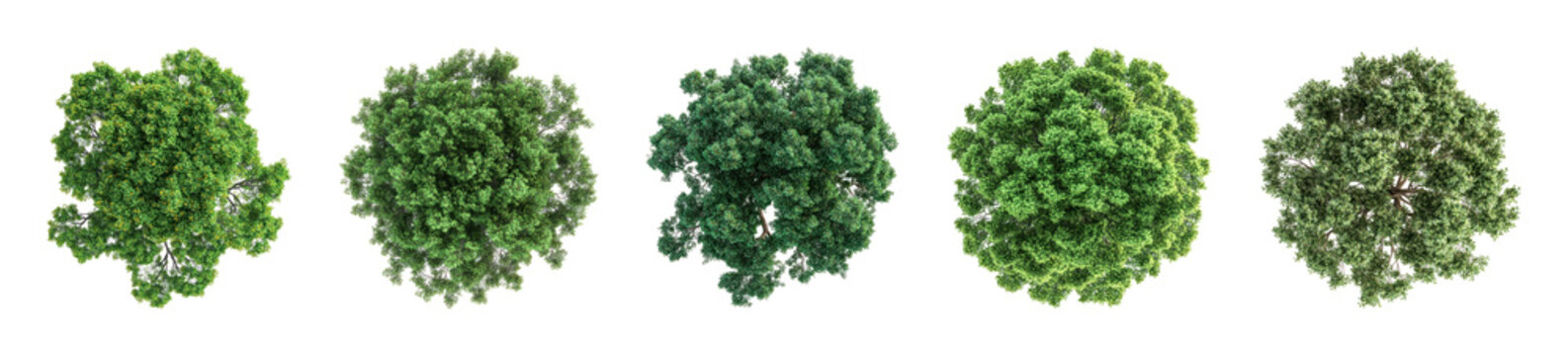 PNG Five lush green tree tops on transparent background
