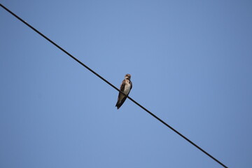 northern rough winged swallow bird perched on powerline