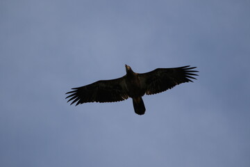 Fototapeta premium Juvenile Bald Eagle in flight with blue sky