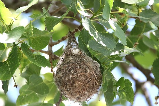baltimore oriole bird nest in a tree