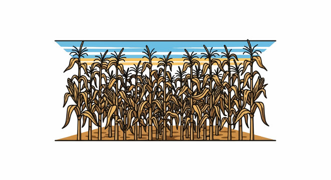 An illustration of a golden cornfield with mature maize plants and cobs under a striped sky