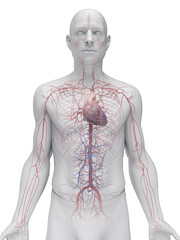 Plakat Detailed Anatomical View Showing The Arteries Of A Male Body