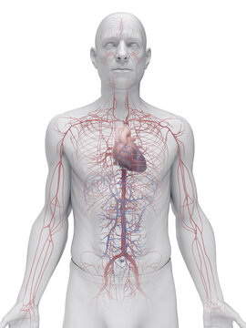 Detailed Anatomical View Showing The Arteries Of A Male Body