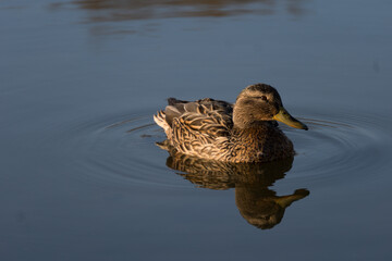 dzikie kaczki nad stawem © rob