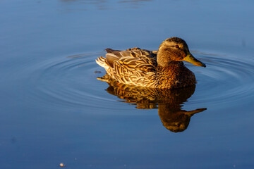 dzikie kaczki nad stawem © rob