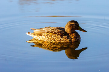 dzikie kaczki nad stawem © rob