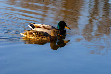 dzikie kaczki nad stawem © rob