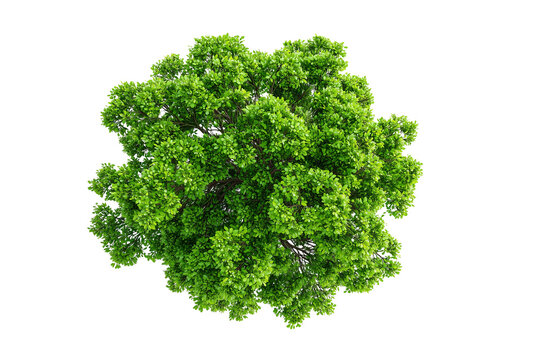 Top view of a tree isolated or on white background 3d render png. Architecture plan	
