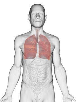 A Detailed 3D Depiction Of The Lungs Of A Human Male
