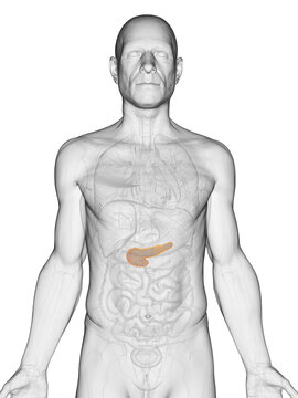 3D Render Of The Pancreas Of A Human Male Shown In Detail