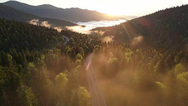 Road through lush green forest at sunrise or sunset with misty atmosphere