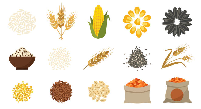 Various grains and seeds vector illustration