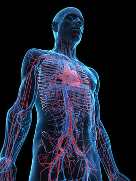 A Detailed 3D Depiction Of The Circulatory System Of A Man