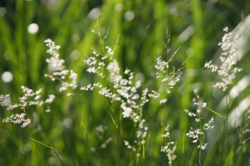 Fototapeta premium Whispering Meadow, flowers and grass grains blown by the wind in the meadow
