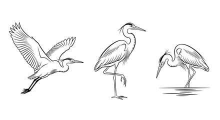 Fototapeta premium Graceful Heron Birds in Various Poses