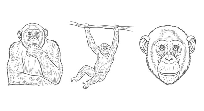 Chimpanzee Sketches Pensive Pose Hanging and Face