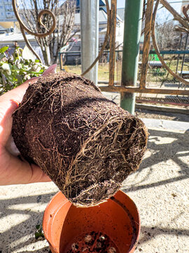 Detailed view of a domestic plant's root ball being prepared for transplanting into a new pot. Concept of gardening, plant care and growth.