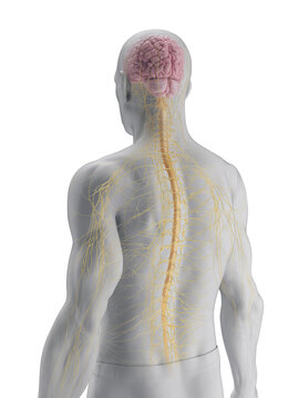 A Detailed 3D Depiction Of The Nervous System Of A Male