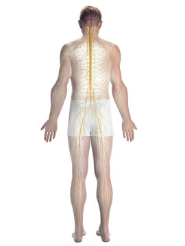 A Detailed 3D Depiction Of The Nervous System Of A Male
