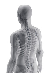 Obraz premium A Detailed 3D Depiction Of The Skeletal System Of A Male