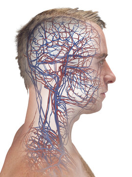 A Detailed 3D Depiction Of The Circulatory System Of A Male Head
