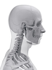 A Detailed 3D Depiction Of The Head Bones Of A Male © Sebastian Kaulitzki