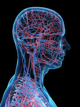 A Detailed 3D Depiction Of The Circulatory System Of A Male Head