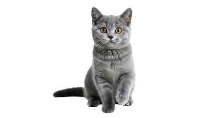 Fototapeta premium A gray cat sitting on transparent background with yellow eyes looking directly at the camera