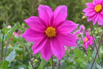 Obraz premium 夏から秋の庭園に咲く鮮やかなピンク色のダリアの花のクローズアップ