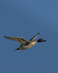 Fototapeta premium Male northern pintail in flight over Bull Island, Dublin, Ireland
