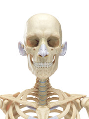 A Detailed 3D Depiction Of The Head Bones Of A Male © Sebastian Kaulitzki