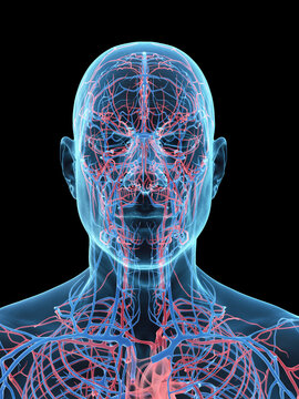 A Detailed 3D Depiction Of The Circulatory System Of A Male Head
