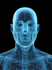 A Detailed 3D Depiction Of The Head Bones Of A Male © Sebastian Kaulitzki