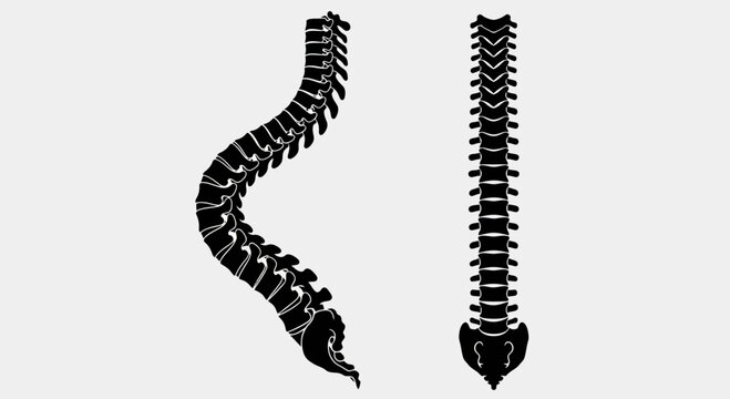 Two human spine illustrations