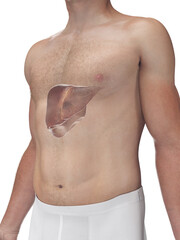 Accurate 3D Depiction Showing The Liver Of A Male