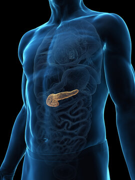 3D Render Of The Pancreas Of A Human Male Shown In Detail