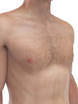 Detailed 3D Illustration Showing The Chest of a Human Male