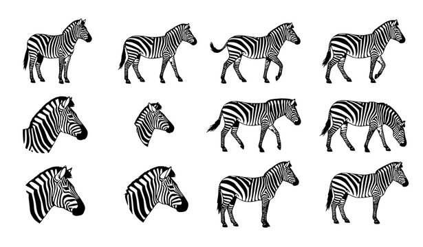 Zebra silhouette vector icon set wildlife animal EPS design