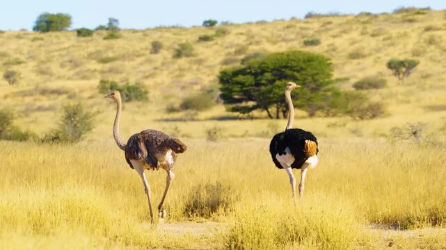 group of african black common ostrich birds walking in the forest. wild african common ostriches in south african forest