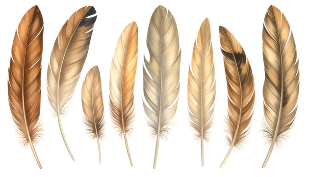 Collection of eight brown, beige, and tan bird feathers arranged on a black background