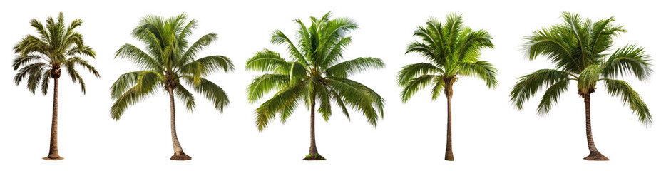 PNG Tropical palm trees collection, transparent background