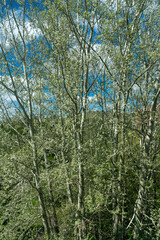 Fototapeta premium Sunlit Aspen Grove With Fresh Spring Leaves Against a Bright Blue Sky