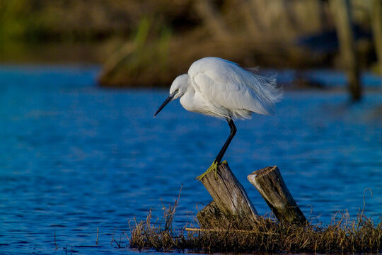 White egret, Egretta garzetta, Ardeidae, Stintino, Sardegna, (Sardinia), Italy (Mediterranean sea) 