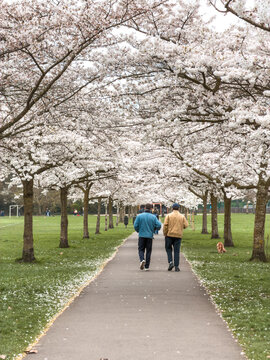 spring sakura trees and people walking along in battersea park london