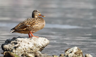 Mallard duck, Anas platyrhynchos, birds of Montenegro