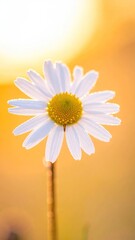 Naklejka premium Daisy sunlight