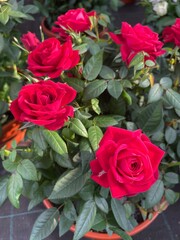 Naklejka premium Red roses blooming in flower pot with green leaves, romantic floral background with fresh rose blossoms for love celebration wedding and garden decoration concept
