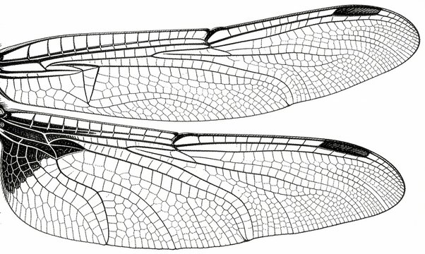 Dragonfly Wings Illustration Showing Venation Structure