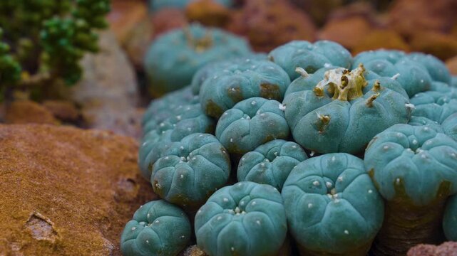 Close up of a peyote cactus plant growth around stones, rocks and sand with a pan around on a cloudy summer day