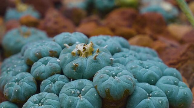 Close up of a peyote cactus plant growth around stones, rocks and sand with a pan around on a cloudy summer day